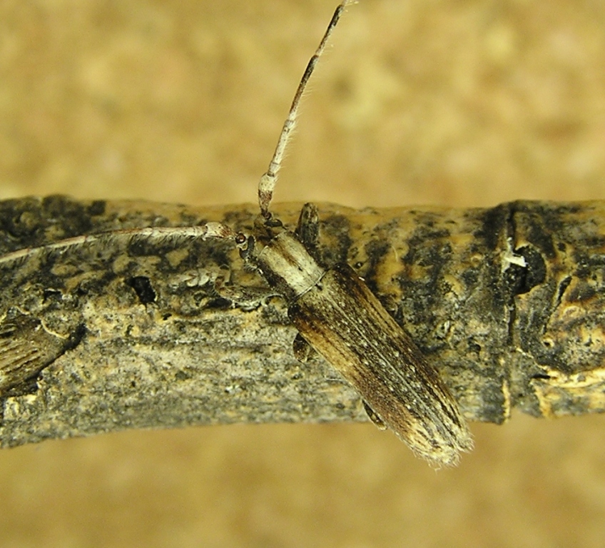 Deroplia troberti (Mulsant, 1843) ssp. cruciata Sama, 1996