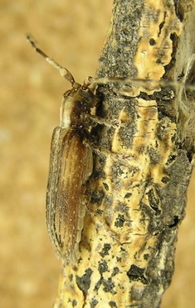 Deroplia troberti (Mulsant, 1843) ssp. cruciata Sama, 1996
