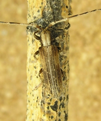 Deroplia troberti (Mulsant, 1843) ssp. cruciata Sama, 1996