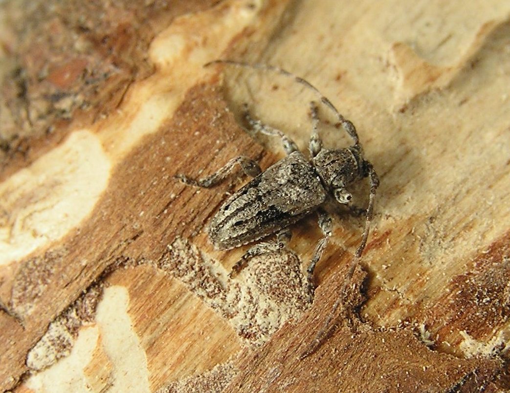 Pogonocherus creticus Kratochvl, 1985