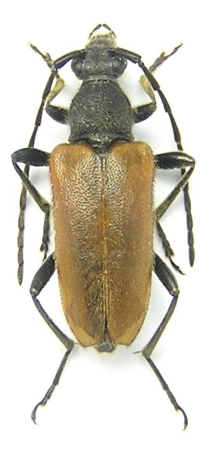 Paracorymbia picticornis (Reitter, 1885)