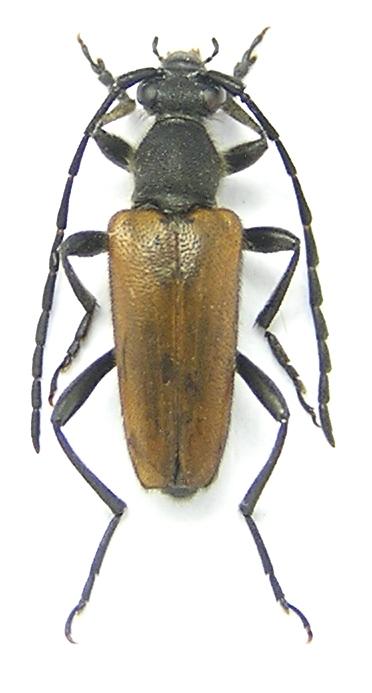 Paracorymbia picticornis (Reitter, 1885)