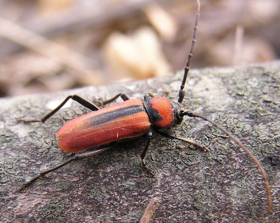 Purpuricenus schurmanni Slma, 1985