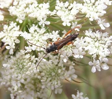 Stenopterus creticus Sama, 1995