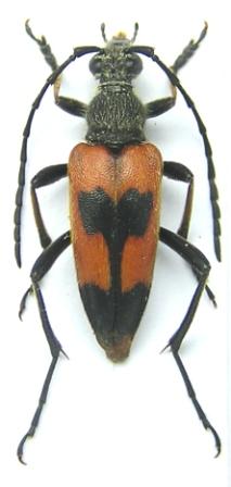 Stictoleptura cordigera (Fsslins, 1775) ssp. anojaensis (Slma, 1982) 