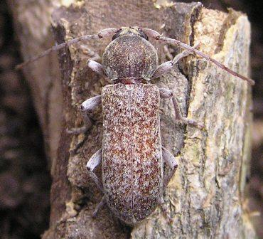 Trichoferus berberidis Sama, 1994