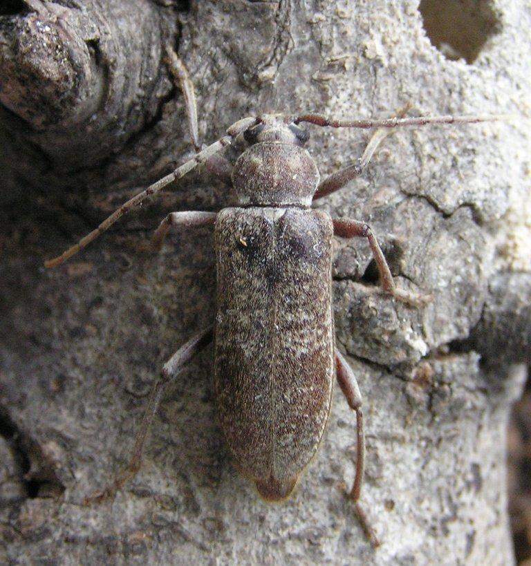 Trichoferus bergeri Holzschuh, 1981