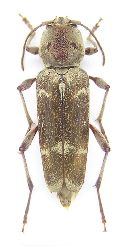 Xylotrechus stebbingi Gahan, 1906