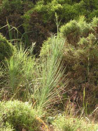 Asphodeline liburnica