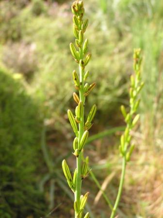 Asphodeline liburnica