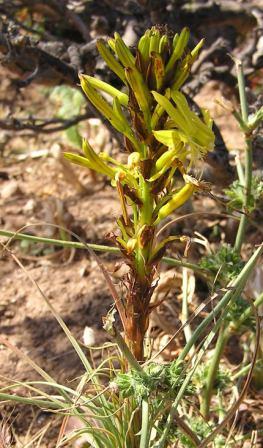 Asphodeline lutea