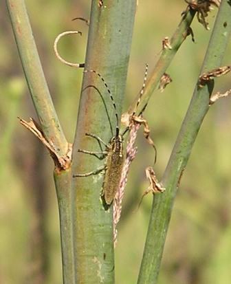 Agapanthia cretica Bernhauer, 1978