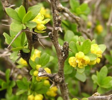 Berberis cretica