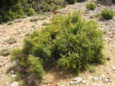 Berberis cretica