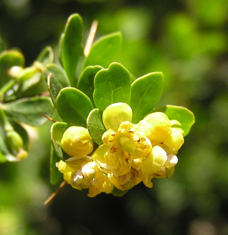 Berberis cretica