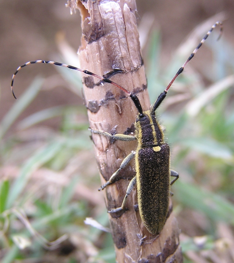 Agapanthia probsti Holzschuh, 1984