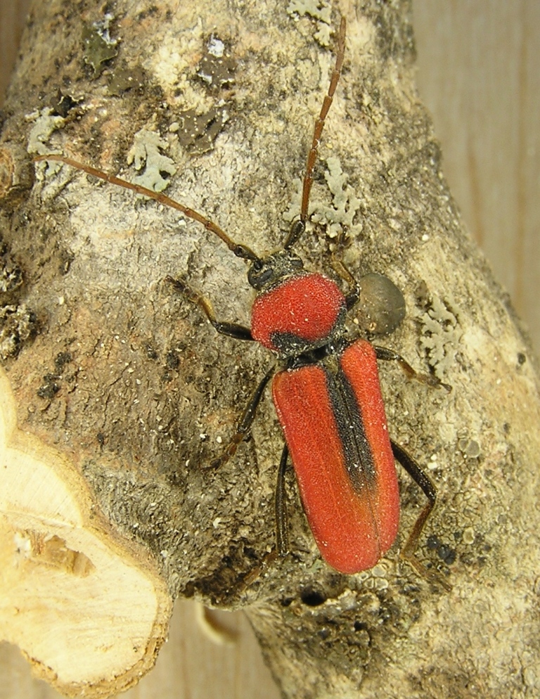 Purpuricenus schurmanni Slma, 1985 - female