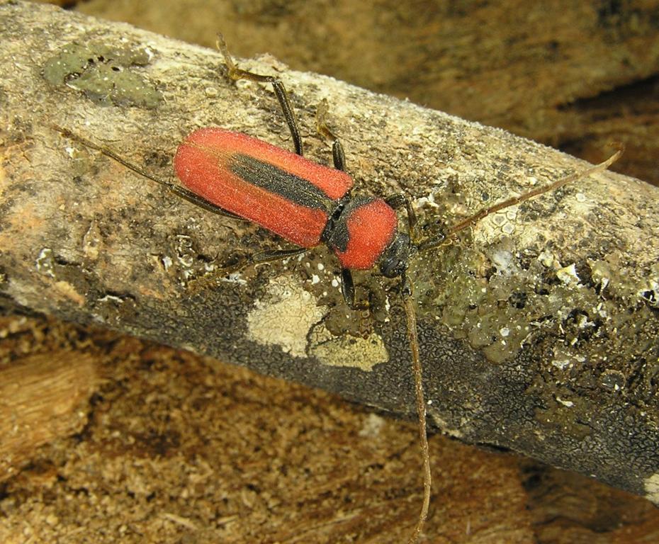 Purpuricenus schurmanni Slma, 1985 - samec