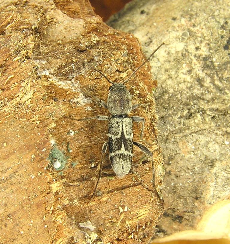 Pseudosphegesthes bergeri Slma 1982