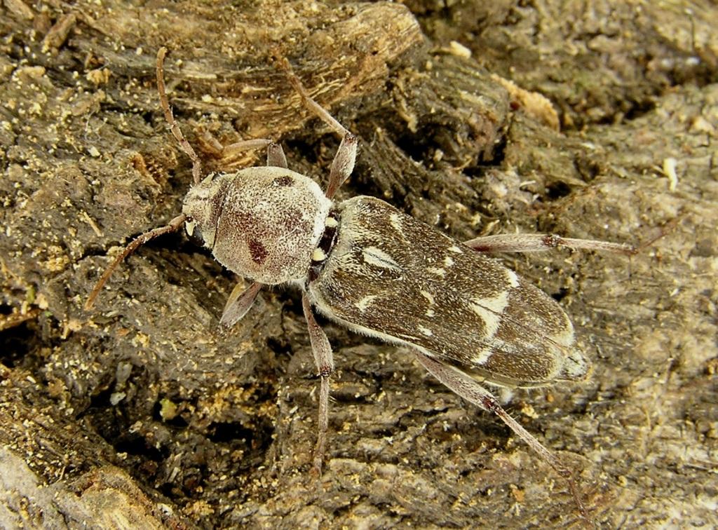  Xylotrechus stebbingi Gahan, 1906