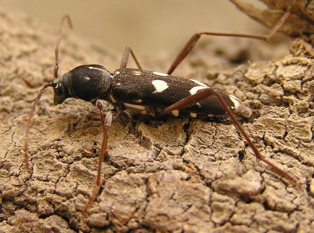 Isotomus jarmilae Slma, 1982