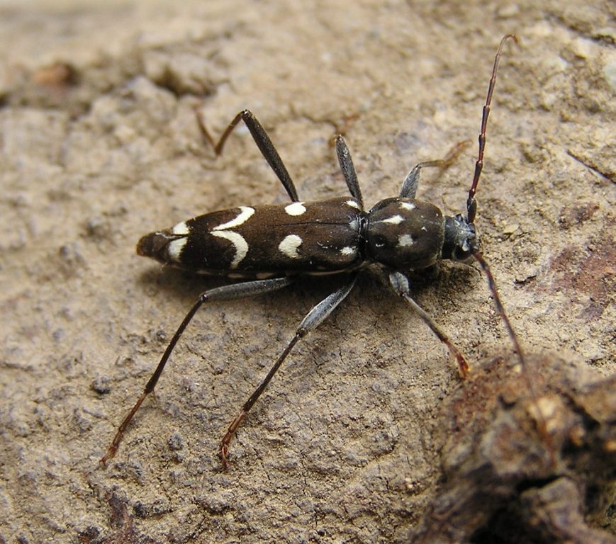 Isotomus jarmilae Slma, 1982