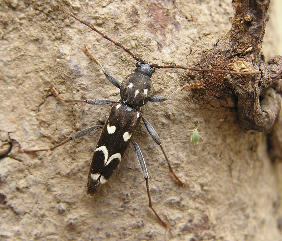 Isotomus jarmilae Slma, 1982