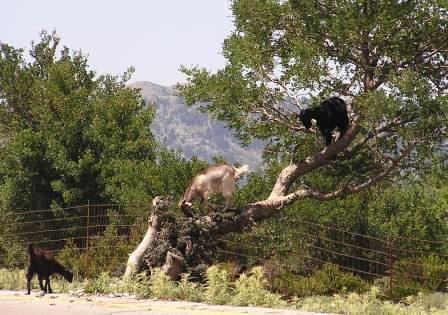  ...and goats... absolutely everywhere...