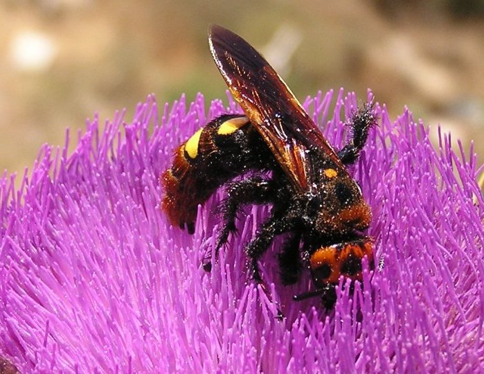 ahalka obrovsk - Megascolia maculata (Drury, 1773)