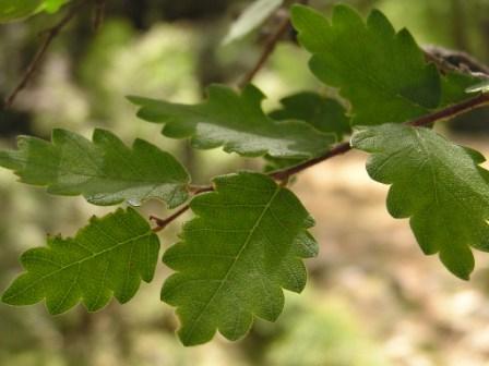 Zelkova abelicea