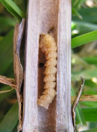 larva