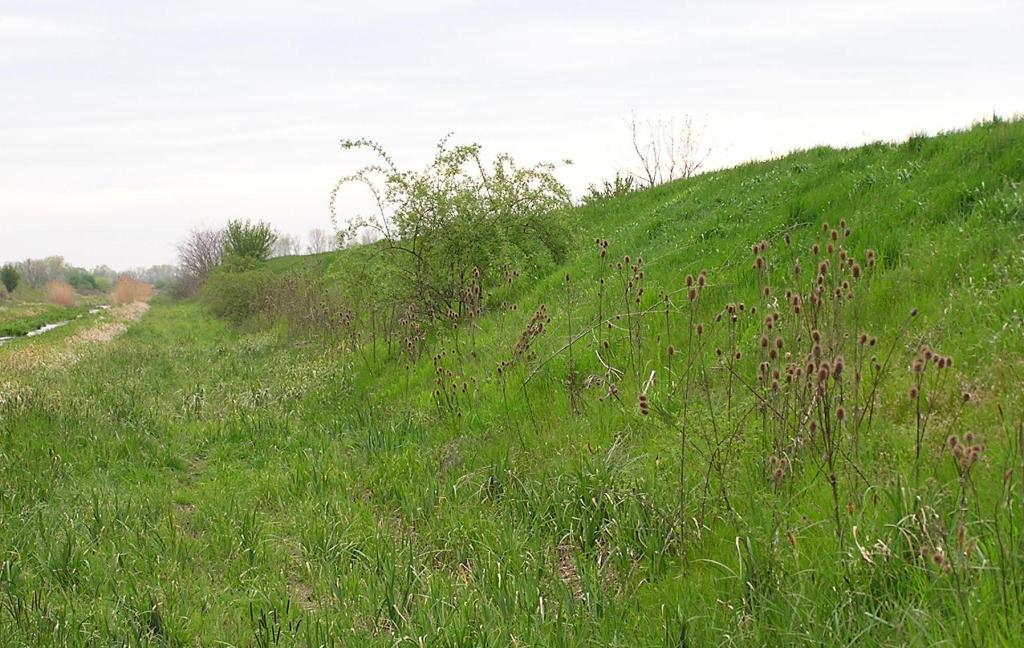 Hrze kanlu porostl ttkou (Dipsacus sp.)