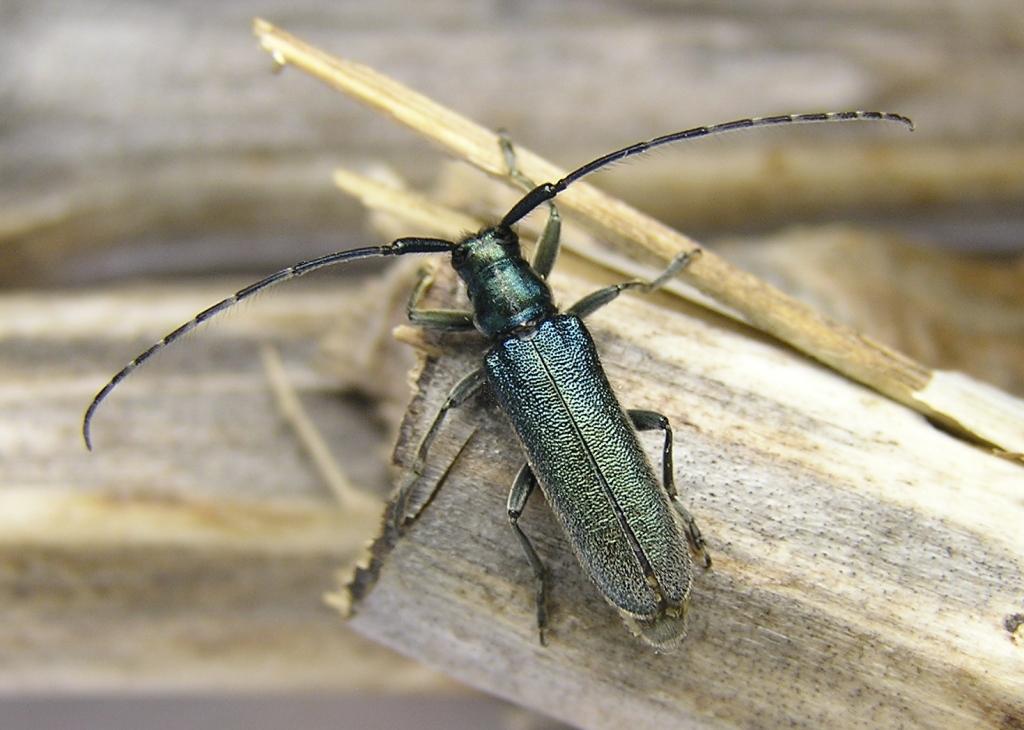 Agapanthia osmanlis Reiche, 1858