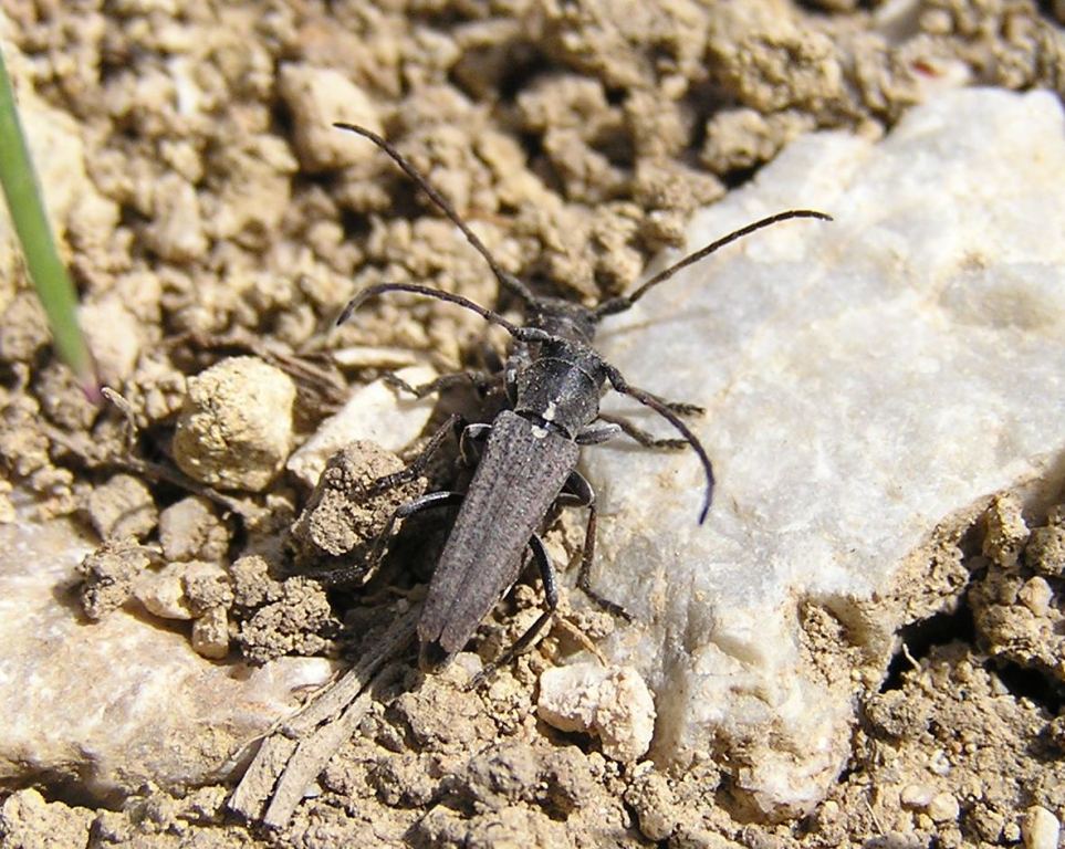 Cardoria scutellata