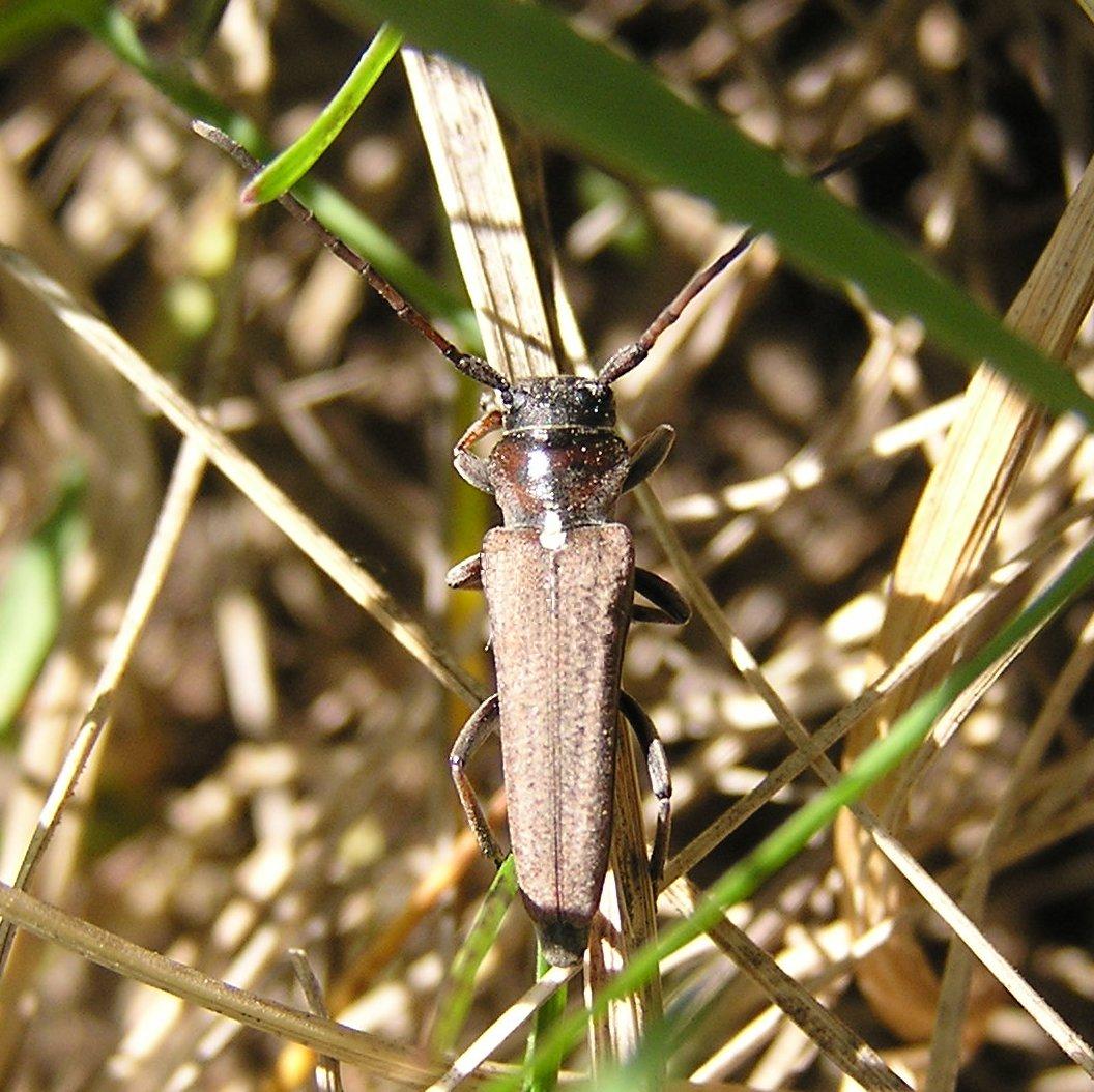 Cardoria scutellata - samec