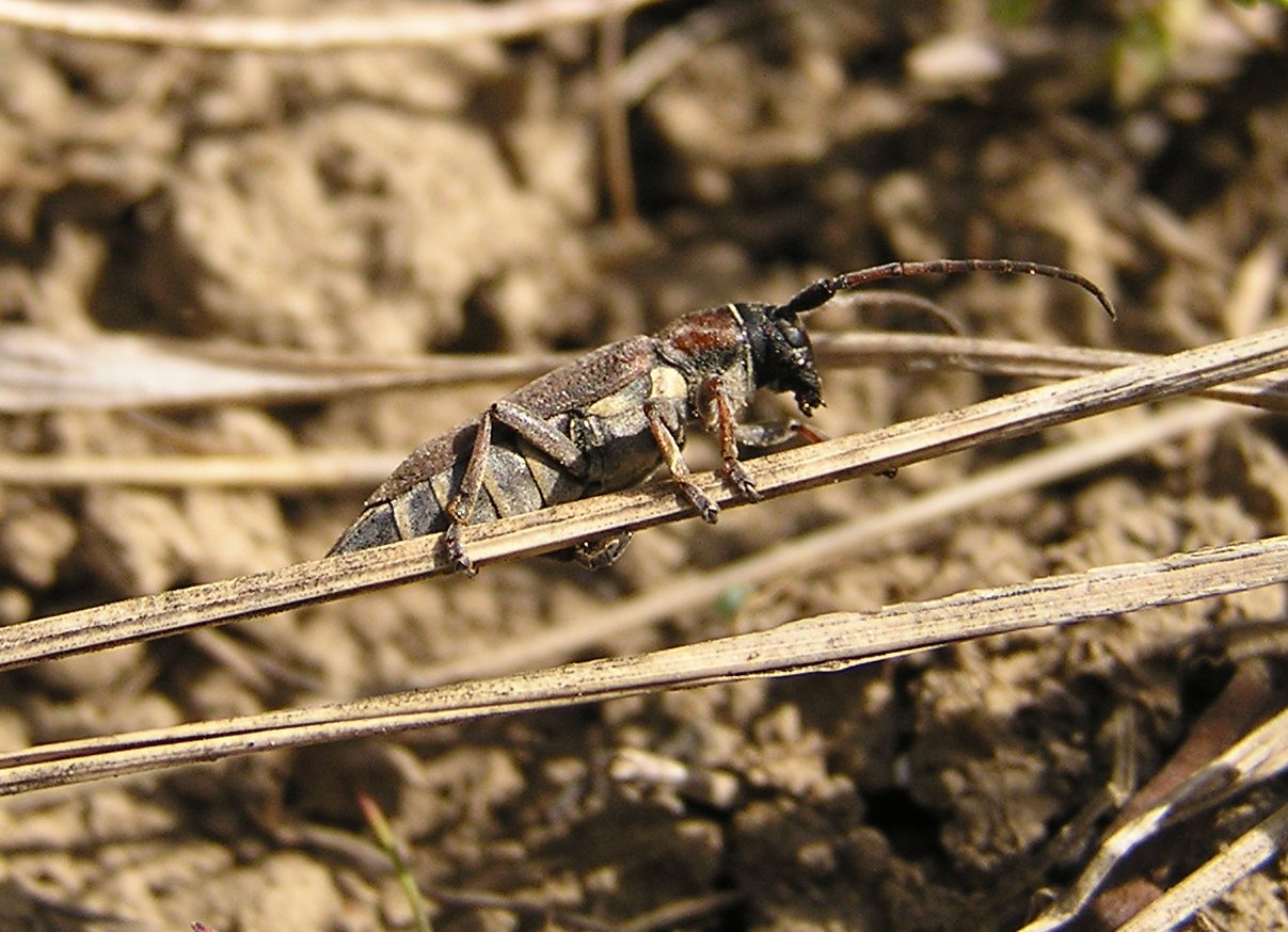 Cardoria scutellata - samice