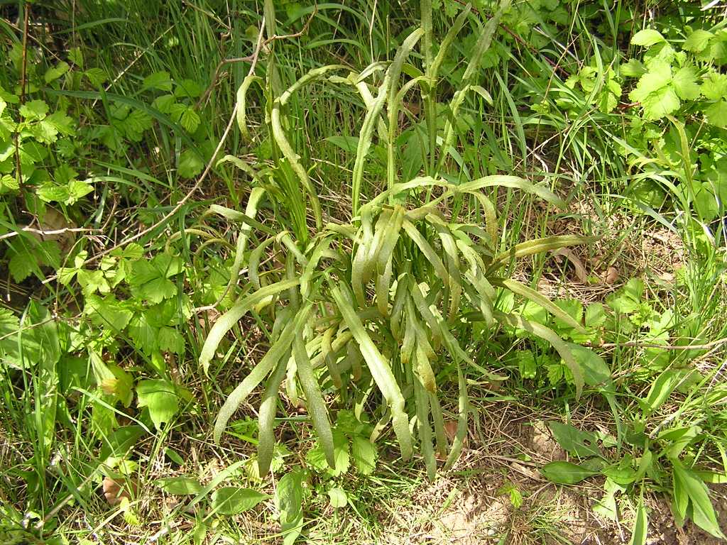 Falcaria vulgaris