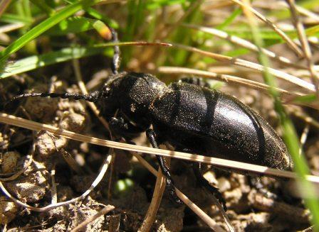 Carinatodorcadion aethiops