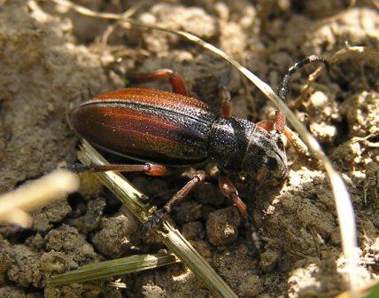 Carinatodorcadion fulvum