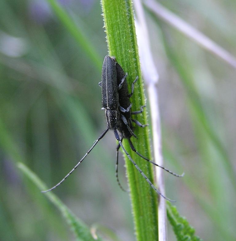 Agapanthia cardui (Linnaeus, 1767)