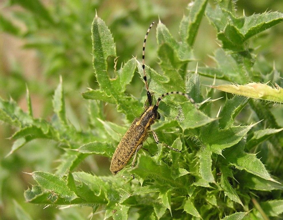 Agapanthia dahli (Richter, 1821)