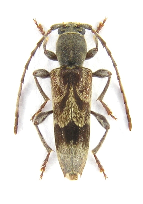 Anaglyptus gibbosus (Fabricius, 1787)