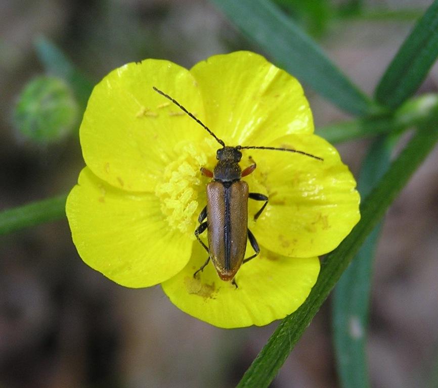 Cortodera flavimana (Waltl, 1838)