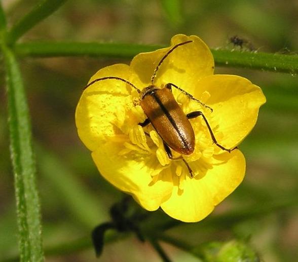 Cortodera flavimana (Waltl, 1838)