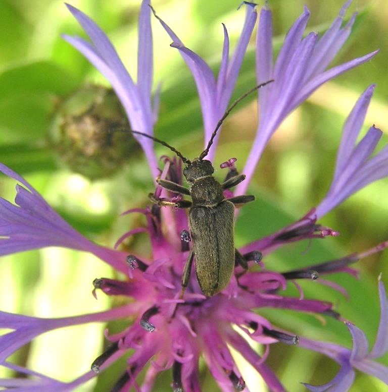 Cortodera holosericea (Fabricius, 1801)