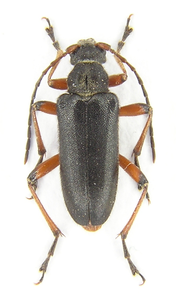 Cortodera villosa Heyden, 1876