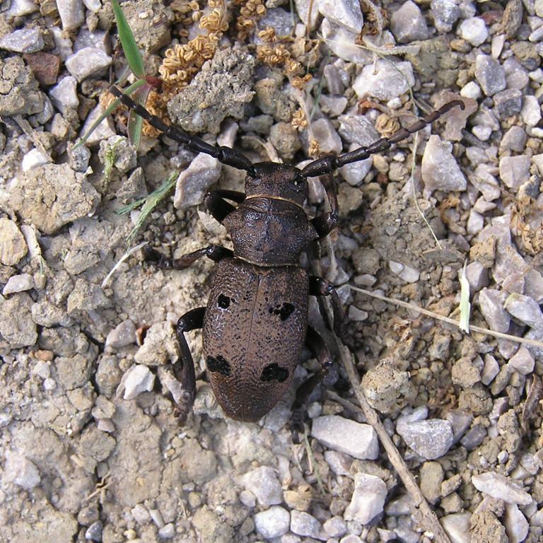 Herophila tristis (Linnaeus, 1767)