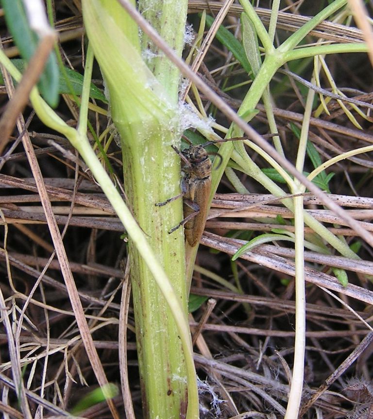 Musaria cephalotes Kster, 1846