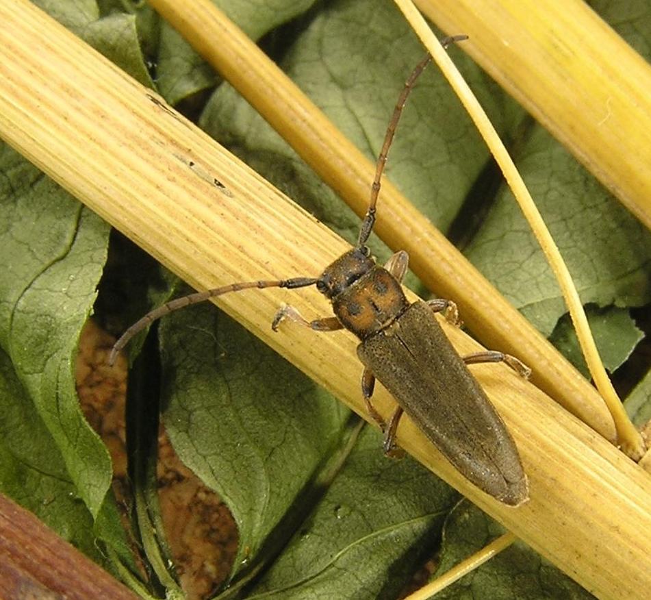 Musaria cephalotes Kster, 1846 