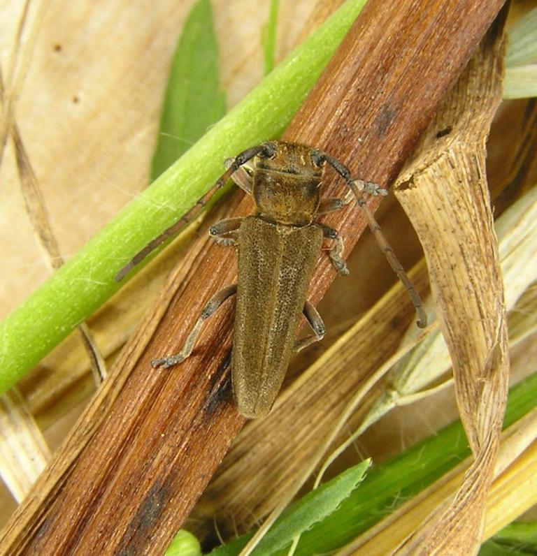 Musaria cephalotes Kster, 1846 